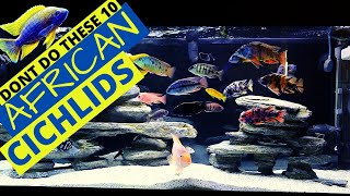 WORST 10 African Cichlid Mistakes Beginners Make [upl. by Hoeve]