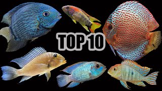 Top 10 Cichlids for a Community Aquarium [upl. by Sadie716]