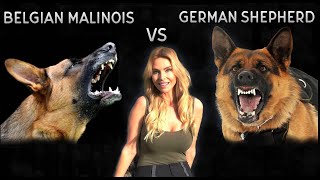 BELGIAN MALINOIS VS GERMAN SHEPHERD DOG  WHO IS KING [upl. by Didier]