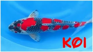 24 types and characteristics of the KOI Fish PART 2 [upl. by Annhej]