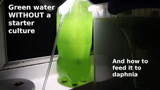 Green Water WITHOUT a Starter Culture  From Scratch  How To [upl. by Brnaba141]