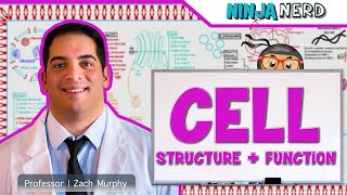 Cell Biology  Cell Structure amp Function [upl. by Lenor]