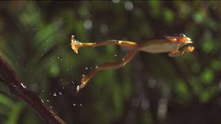 The Art of Frog Jumpingin SlowMotion [upl. by Maridel]