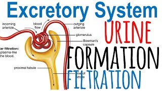 Urine formation and nephron filtration [upl. by Arrol]