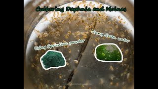 How To Culture Daphnia and Moinas using Green Water Spirulina powder [upl. by Valerlan]