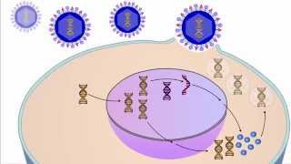 The Viral Life Cycle [upl. by Lhary]