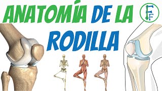 ANATOMIA DE LA RODILLA  Sistema Oseo  Sistema ligamentoso [upl. by Crudden]