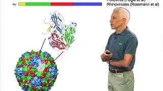 Picornaviruses  Stephen Harrison HarvardHHMI [upl. by Aria]