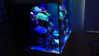 Juwel Lido 200 Saltwater Reef setup Update 2 HD [upl. by Laural232]