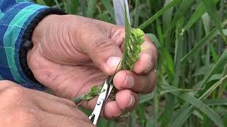 Mass Selection Method of Plant Breeding  Agriculture RS Rajput [upl. by Teik]