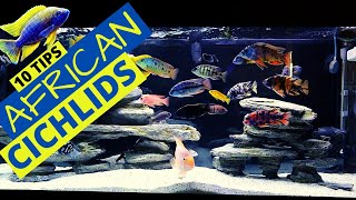 Top 10 African Cichlid Tank Essentials Every Aquarist Needs [upl. by Seidnac619]