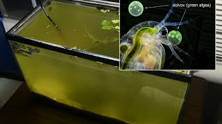 Raising Daphnia for the Freshwater Aquarium [upl. by Alleirbag207]