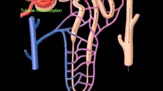 Urine Formation [upl. by Trimmer]