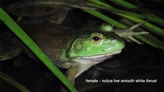 Bullfrog Serenade [upl. by Alonzo]