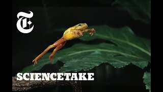 How Frogs Got Their Vertical Leap  ScienceTake [upl. by Chard669]