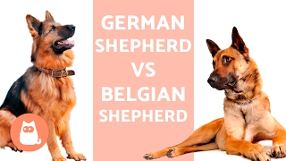 German Shepherd VS Belgian Shepherd [upl. by Opaline]