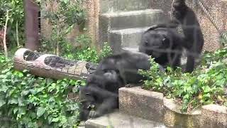 Chimpanzee Abuse Warning Graphic amp Satisfying [upl. by Tisbe361]