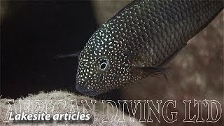 Lake Tanganyika Cichlids in the Wild HD 1080p [upl. by Harshman]