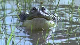 BBC Life African Bull Frog Fight Sir David Attenborough [upl. by Anauj418]