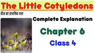 The Little Cotyledons ।। chapter 6 ।। Class 4 ।। complete explanation [upl. by Lebasiairam]