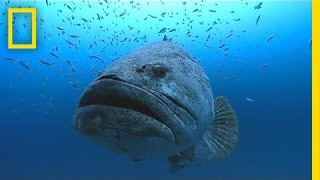 Photographer Swims With Huge Goliath Groupers  National Geographic [upl. by Jeana]