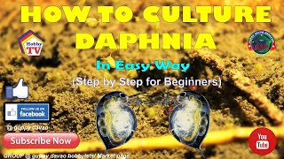 HOW TO CULTURE DAPHNIA In Easy Way [upl. by Nairrad]