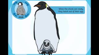 Life Cycle of a Penguin [upl. by Lamrej87]