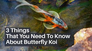 3 Things That You Need To Know About Butterfly Koi [upl. by Guyer]