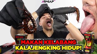 GILA MUKBANG KELABANG KALAJENGKING [upl. by Idnem]