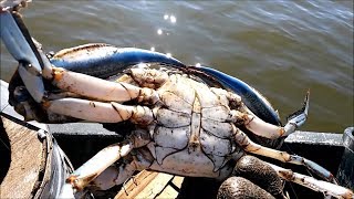 How to Catch Black Crabs  Trotline Crabbing  Razor Clams [upl. by Nagaem]